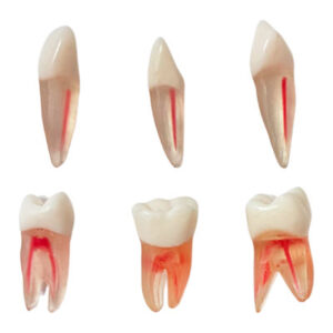Dientes para practica de endodoncia. Deposito Dentalmex