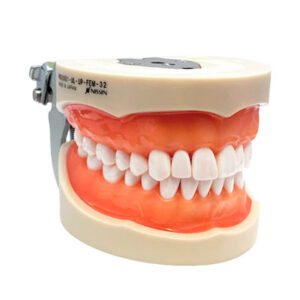 Tipodonto Nissin Adulto. Deposito Dentalmex